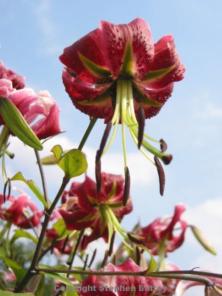 Large red flower with long stamen