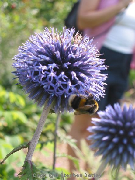 Spherical violet flower being visited by a bee