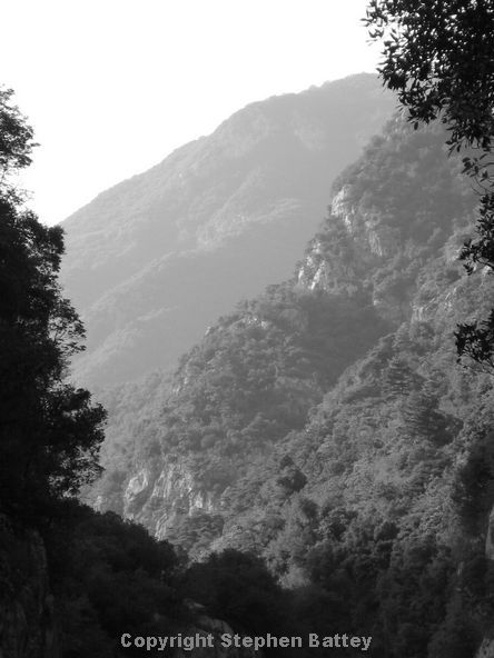Grey textures of the trees on the rocky slopes