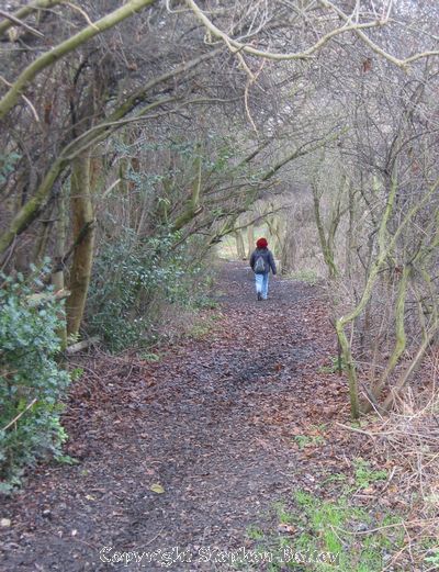 A riverside path enters through a hole in the woodland