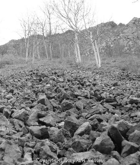 Trees grow from the rocky outcrop