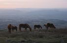 Horses grazing on Shropshire hills