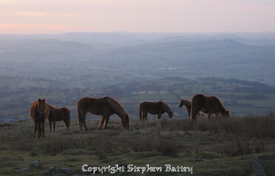 Horses grazing on Shropshire hills